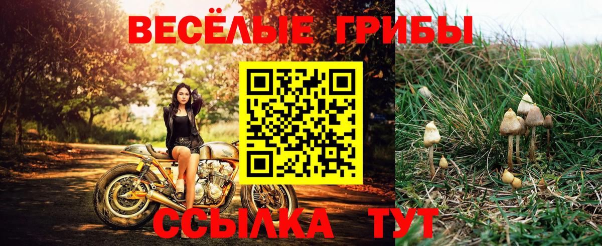 Красноармейск  Псилоцибиновые грибы Psilocybe  Вход с VPN 